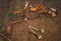 Southern white rhinoceros (Ceratotherium simum) jawbone and scattered remains amongst bushes, Kariega Game Reserve, Eastern Cape Province, South Africa, September.