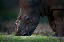 Thandi the  female Southern white rhinoceros (Ceratotherium simum) who lost her horn in an attack by poachers,  Kariega Game Reserve, Eastern Cape Province, South Africa - head portrait showing wouund...
