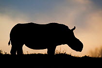 Thandi the  female Southern white rhinoceros (Ceratotherium simum) who lost her horn in an attack by poachers, silhouetted against evening sky,,  Kariega Game Reserve, Eastern Cape Province, South Afr...