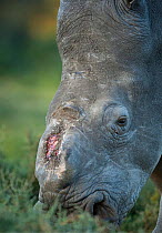 Thandi the  female Southern white rhinoceros (Ceratotherium simum) who lost her horn in an attack by poachers,   Kariega Game Reserve, Eastern Cape Province, South Africa - head portrait showing wound