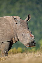 Dehorned female Southern white rhinoceros (Ceratotherium simum) portrait, poaching survivor known as Thandi, Kariega Game Reserve, Eastern Cape Province, South Africa, September.