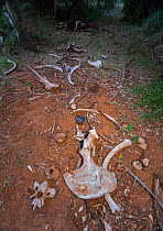 Southern white rhinoceros (Ceratotherium simum) scattered bone remains amongst bushes, Kariega Game Reserve, Eastern Cape Province, South Africa, September.