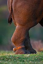 Tracking bracelet around the ankle of Thandi the  female Southern white rhinoceros (Ceratotherium simum) who lost her horn in an attack by poachers,   Kariega Game Reserve, Eastern Cape Province, Sout...