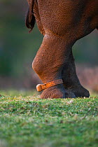 Tracking bracelet around the ankle of Thandi the  female Southern white rhinoceros (Ceratotherium simum) who lost her horn in an attack by poachers,   Kariega Game Reserve, Eastern Cape Province, Sout...