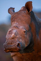 Thandi the  female Southern white rhinoceros (Ceratotherium simum) who lost her horn in an attack by poachers,   Kariega Game Reserve, Eastern Cape Province, South Africa - head portrait showing wound...