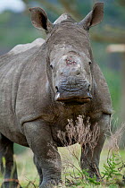 Thandi the  female Southern white rhinoceros (Ceratotherium simum) who lost her horn in an attack by poachers,   Kariega Game Reserve, Eastern Cape Province, South Africa