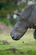 Thandi the  female Southern white rhinoceros (Ceratotherium simum) who lost her horn in an attack by poachers,   Kariega Game Reserve, Eastern Cape Province, South Africa
