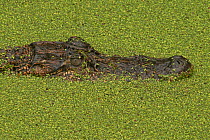 American alligator (Alligator mississippiensis) with head above water surrounded by aquatic plants, Louisiana, USA, April.