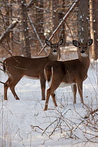 Two White-tailed deer (Odocoileus virginianus) in snow, New York, USA, January.