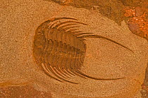 Trilobite, fossil of extinct marine invertebrate.