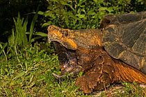 Alligator snapping turtle (Macrochelys temminckii) with mouth wide open, Louisiana, USA, April. Vulnerable species.