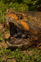 Alligator snapping turtle (Macrochelys temminckii) head portrait, with mouth wide open, Louisiana, USA, April. Vulnerable species.