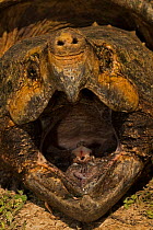 Alligator snapping turtle (Macrochelys temminckii) with mouth wide open, Louisiana, USA, April. Vulnerable species.