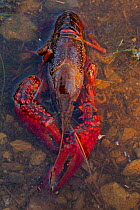 Red / Louisiana swamp crayfish (Procambarus clarkii) in shallow water, Louisiana, USA, April.