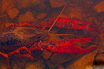 Red / Louisiana swamp crayfish (Procambarus clarkii) in shallow water, Louisiana, USA, April.