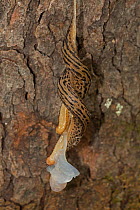 Leopard slug (Limax maximus) pair mating, white male organs exchanging sperm, hermaphroditic species, New York, USA, August.
