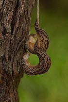Leopard slug (Limax maximus) pair mating, hermaphroditic species, New York, USA, August.