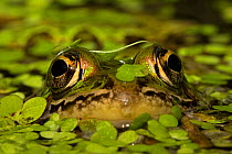 Leopard frog (Lithobates pipiens) with eyes above water, New York, USA, September.
