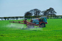 Self propelled spraying unit spraying on cereal crop, Norfolk, UK, April.