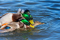 Four Mallard Duck (Anas platyrhynchos) drakes congregating on a female attempting to mate with her. This can result in the female drowning, UK, April. Sequence 1/2.
