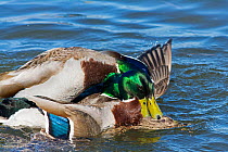 Four Mallard Duck (Anas platyrhynchos) drakes congregating on a female attempting to mate with her. This can result in the female drowning, UK, April. Sequence 2/2.