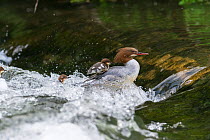 Goosander (Mergus merganser) adult female with ducklings swimming up a weir. River Wye, Peak District National Park, Derbyshire, England, May.