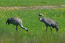 Common / Eurasian crane chick (Grus grus) aged two days, swallowing a Leatherjacket (Tipulidae) given to it by its mother, 'Chris' age four years, released by the Great Crane Project, as father 'Monty...