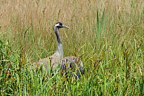 Common / Eurasian crane (Grus grus) Monty, released by the Great Crane Project, at his nest site in a sedge marsh, ready to relieve his mate Chris of incubation duties, Slimbridge, Gloucestershire, UK...