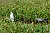 4 year Common / Eurasian crane (Grus grus) Monty, released by the Great Crane Project in 2010, chasing away a Little egret (Egretta garzetta) who had apprached too close to his nest site in a sedge ma...