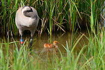 Two day Common / Eurasian crane chick (Grus grus) swimming in a marshland sedge pool, as its mother Chris, who was released by the Great Crane Project in 2010, preens nearby, Slimbridge, Gloucestershi...