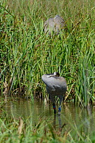 Common / Eurasian crane (Grus grus) Chris, released by the Great Crane Project, smearing mud on her back - a typical behaviour of nesting cranes -  as her mate Monty stands on their nest after taking...
