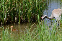 Two day Common / Eurasian crane chick (Grus grus) swimming in a marshland sedge pool, followed closely by its mother Chris, who was released by the Great Crane Project in 2010, Slimbridge, Gloucesters...