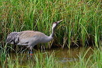 Common / Eurasian crane (Grus grus) 'Chris' aged 4 years,released by the Great Crane Project, drinking in a marshland sedge pool close to her nest site, Slimbridge, Gloucestershire, UK, May 2014.