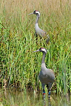 Common / Eurasian crane (Grus grus) Chris, released by the Great Crane Project, standing in a sedge pool as her mate Monty stands on their nest after taking over incubation duties from her, Slimbridge...