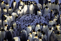 Emperor penguin (Aptenodytes forsteri) creche of chicks huddling surrounded by adults, Antarctica, September.