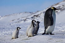 Four Emperor penguin (Aptenodytes forsteri) chicks following an adult, Antarctica, September.