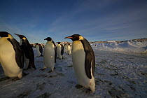 Emperor penguins (Aptenodytes forsteri) in colony, individuals without chicks or too young to breed, Antarctica, October.