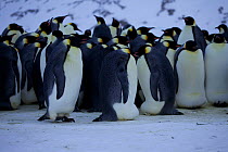 Emperor penguin (Aptenodytes forsteri) colony with females returning from sea, note the size difference compared to the males incubating eggs, Antarctica, July.