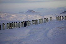 Procession of male Emperor penguins (Aptenodytes forsteri) shuffling with egg (or chick) in brood pouch, with female looking for her mate, Antarctica, July.