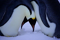 Inexperienced Emperor penguin (Aptenodytes forsteri) pair going through the motions of egg exchange with a piece of ice, Antarctica, June.