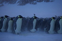 Colony with female Emperor penguin (Aptenodytes forsteri) returning from sea, note the size difference compared to the males with eggs, Antarctica, July.