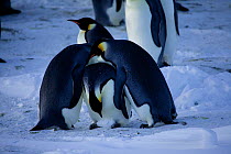 Inexperienced Emperor penguin (Aptenodytes forsteri) pair going through the motions of egg exchange with a piece of ice, one with ice, the other fighting, Antarctica, May.