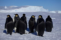 Emperor penguin (Aptenodytes forsteri) drying their backs in the sun near an ice hole, Antarctica, November.