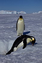 Two Emperor penguins (Aptenodytes forsteri) at ice hole, one using beak to pull itself up, Antarctica, November.