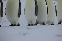 Emperor penguins (Aptenodytes forsteri) view of bodies and feet walking in a row returning from the sea, Antarctica, October.