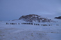 Procession of male Emperor penguins (Aptenodytes forsteri) shuffling, Antarctica, July.