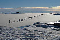 Emperor penguin (Aptenodytes forsteri) procession crossing newly formed sea ice on the way to their breeding grounds, Emperor penguin Antarctica, March.