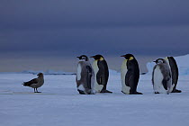 Emperor penguin (Aptenodytes forsteri) adults and chicks resting on their way to the sea with South Polar skua (Stercorarius maccormicki) keeping watch, Antarctica, December.