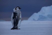 Emperor penguin (Aptenodytes forsteri) chick portrait, on its final journey to the sea, Antarctica, December.
