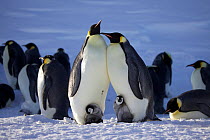 Two Emperor penguins (Aptenodytes forsteri) interacting, both with chicks, Antarctica, August.